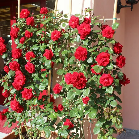 Palace Corte Dei Tusci Ξενοδοχείο με διαμερίσματα